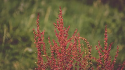 红色花瓣的花朵特写摄影
